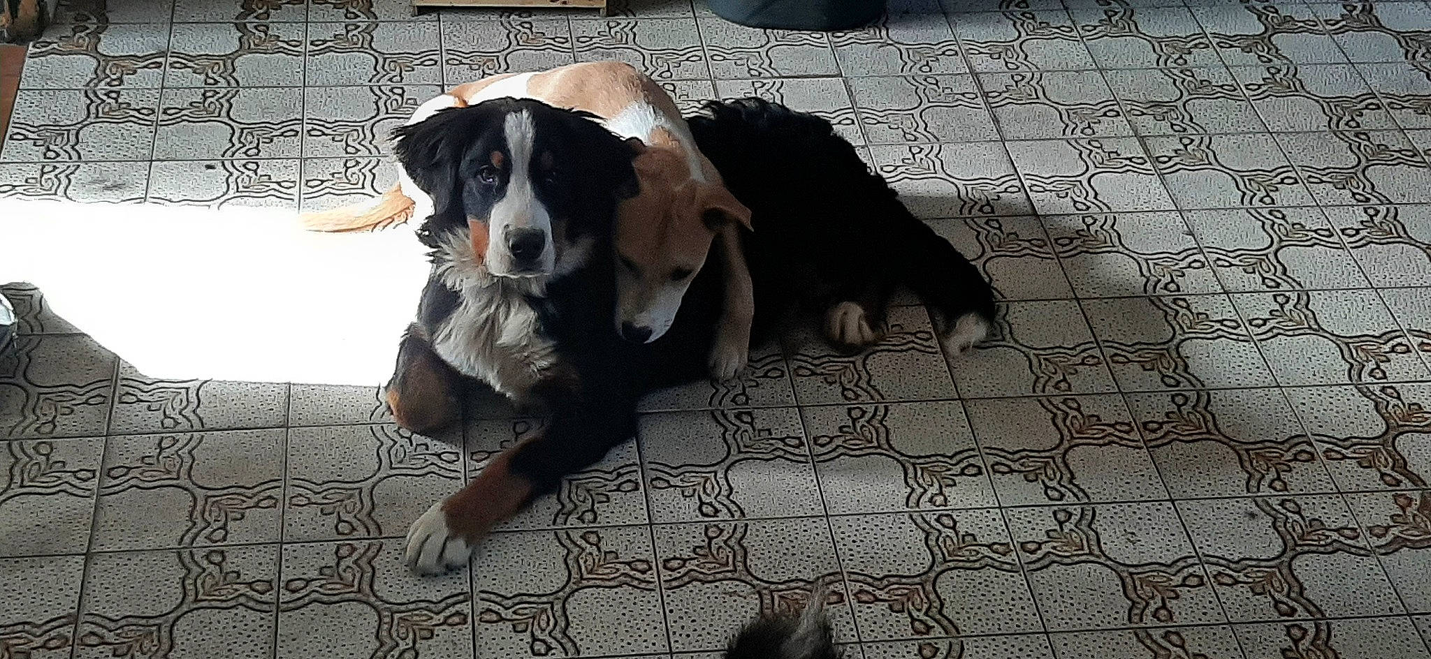 Django a rejoint le concours — aidez-le/la à gagner de superbes lots ! ball, bored, canidae, carnivore, cobblestone, companion_dog, dog, dog_breed, floor, flooring, fur, road_surface, scent_hound, sidewalk, snout, sporting_group, street_dog, tail, terrestrial_animal, working_animal