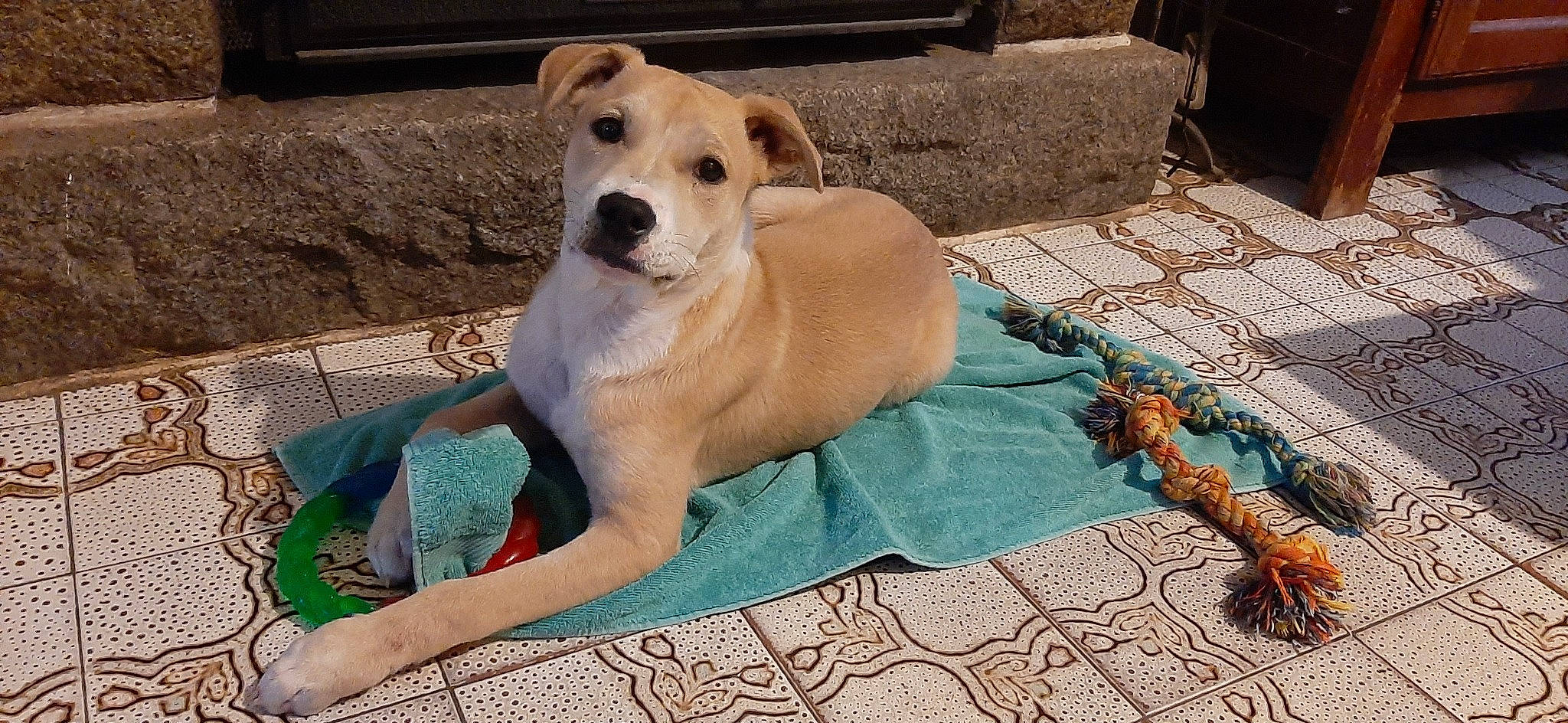 Django a rejoint le concours — aidez-le/la à gagner de superbes lots ! canidae, carnivore, collar, comfort, companion_dog, dog, dog_breed, dog_collar, dog_supply, fawn, flooring, paw, pet_supply, snout, sporting_group, street_dog, tail, whiskers, wood, working_animal