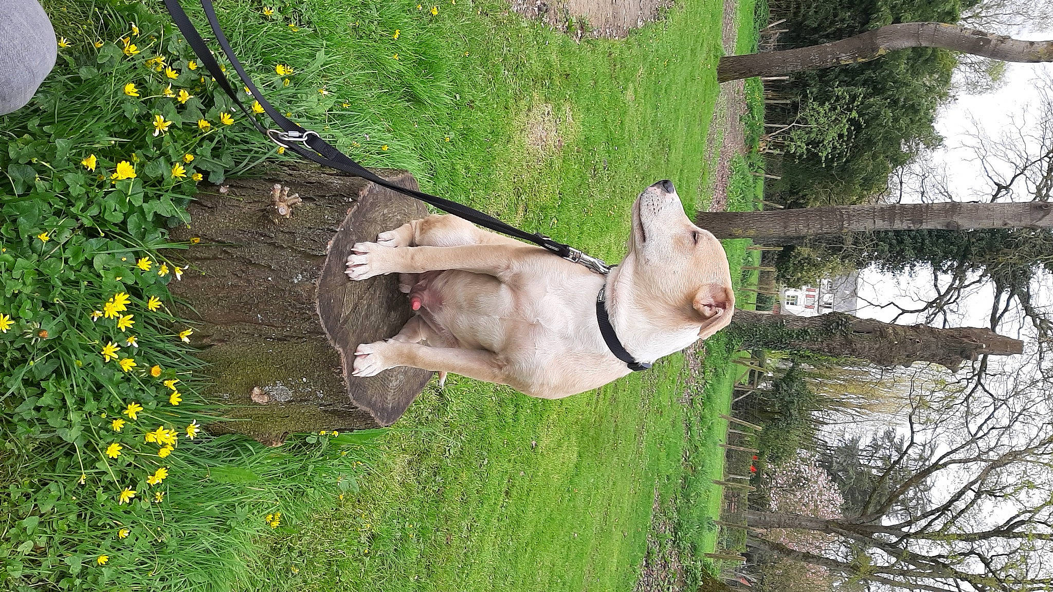 Django a rejoint le concours — aidez-le/la à gagner de superbes lots ! canidae, carnivore, companion_dog, dog, dog_breed, fawn, felidae, flower, grass, pasture, plant, small_to_medium_sized_cats, snout, sporting_group, tail, tree, water, wildlife, wood, working_animal