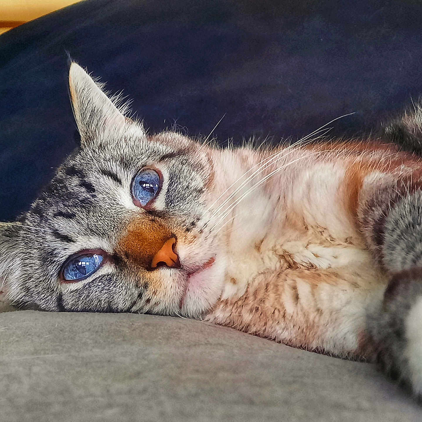 Avonlea is registered to the contest to win money with this photo: animal, blue_eyes, cat, close_up, cozy, cute, domestic_cat, face, feline, fur, indoor, lying_down, pet, portrait, relaxed, resting, sleepy, soft_texture, tabby, whiskers
