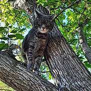Catniss joined the competition — help win amazing prizes! cat, tree, branch, gray_tabby, fur, whiskers, outdoor, green_leaves, sunlight, nature, animal, pet, wildlife, sky, daylight, closeup, serious_expression, wood, canopy, curious