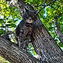 cat, tree, branch, gray_tabby, fur, whiskers, outdoor, green_leaves, sunlight, nature, animal, pet, wildlife, sky, daylight, closeup, serious_expression, wood, canopy, curious