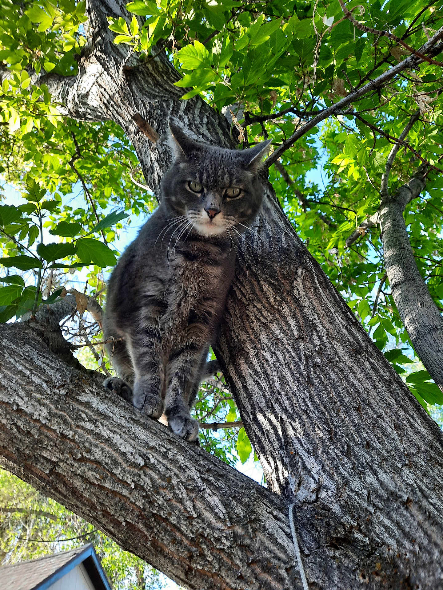 Catniss