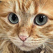 Ruby joined the competition — help win amazing prizes! cat, ginger_cat, close_up, blue_eyes, whiskers, fur, pink_nose, pet, animal, cute, face, feline, portrait, indoor, soft_light, detailed, macro, curious, domestic_cat, muzzle