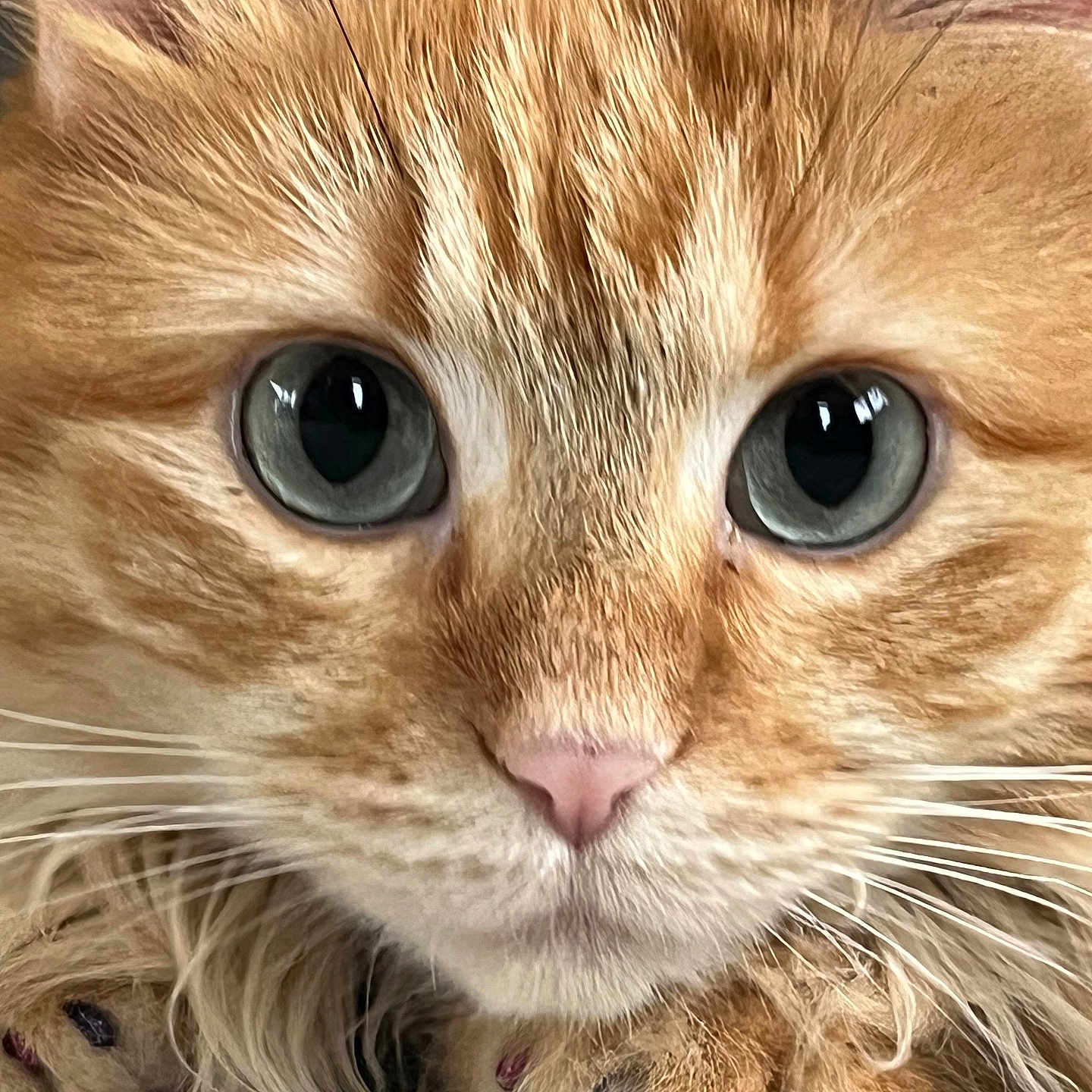 Ruby joined the competition — help win amazing prizes! cat, orange_tabby, close_up, blue_eyes, fluffy_fur, whiskers, pet, animal, cute, feline, face, portrait, curious, domestic_cat, mammal, indoor, soft_fur, nose, eye_reflection, adorable