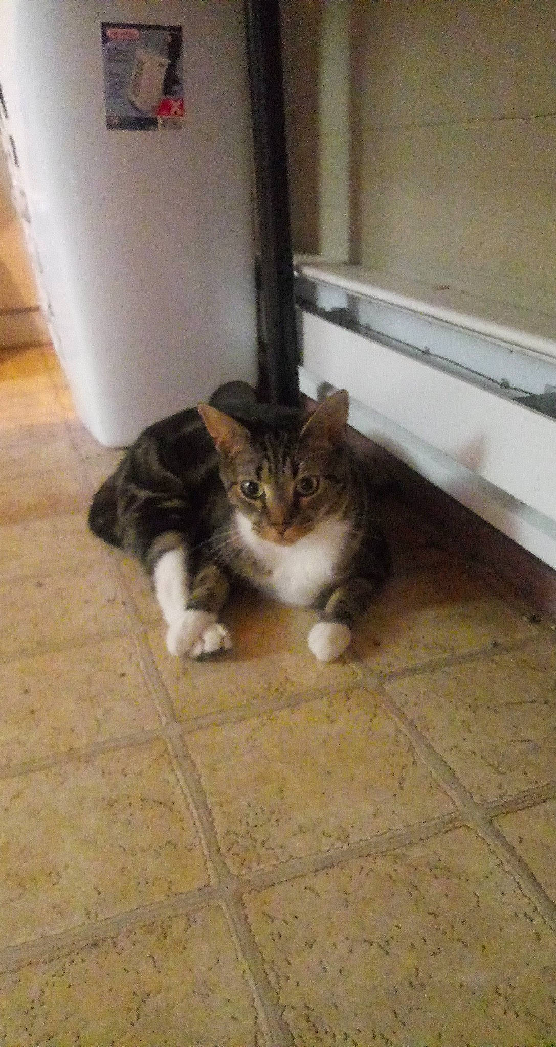 Gage joined the competition — help win amazing prizes! aegean_cat, american_curl, carnivore, cat, domestic_short_haired_cat, european_shorthair, fawn, felidae, floor, flooring, kitten, kurilian_bobtail, maine_coon, mammal, norwegian_forest_cat, polydactyl_cat, small_to_medium_sized_cats, tabby_cat, whiskers