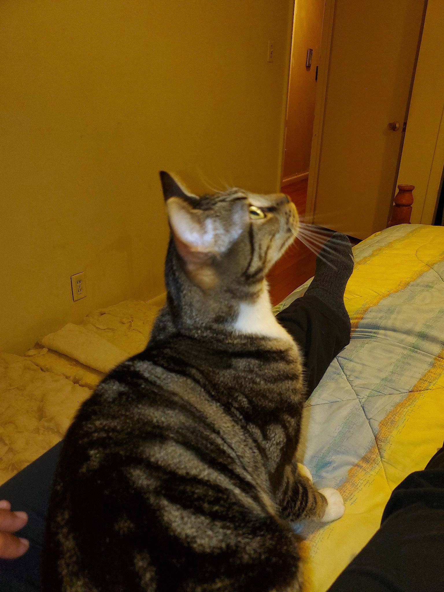 Gage is registered to the contest to win money with this photo: american_shorthair, asian, california_spangled, carnivore, cat, chausie, domestic_short_haired_cat, dragon_li, european_shorthair, felidae, mammal, small_to_medium_sized_cats, sokoke, tabby_cat, vertebrate, whiskers