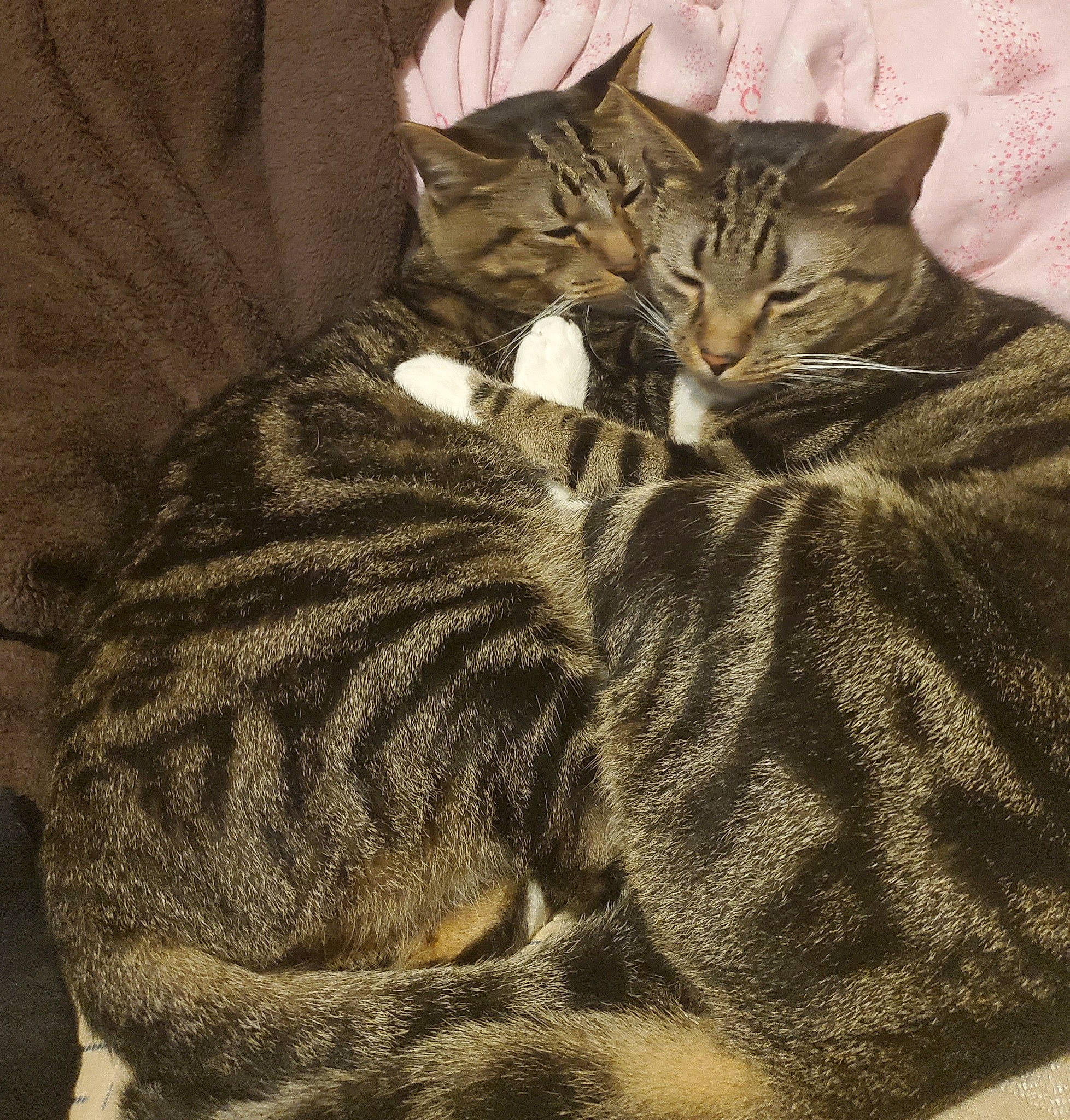 Gage is registered to the contest to win money with this photo: american_shorthair, asian, california_spangled, carnivore, cat, domestic_short_haired_cat, dragon_li, european_shorthair, felidae, fur, kitten, mammal, pixie_bob, small_to_medium_sized_cats, sokoke, tabby_cat, tail, toyger, whiskers, wild_cat