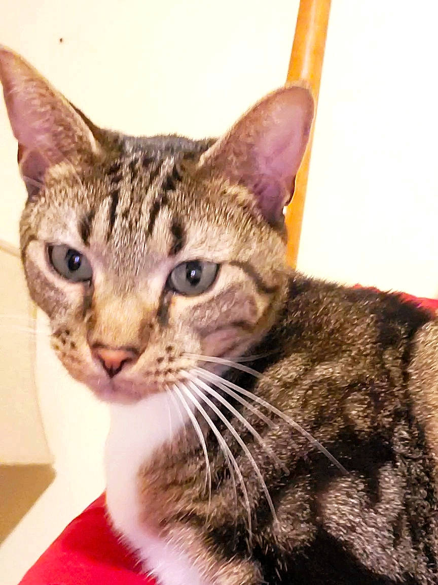 Gage is registered to the contest to win money with this photo: american_shorthair, american_wirehair, arabian_mau, asian, california_spangled, carnivore, cat, domestic_short_haired_cat, dragon_li, european_shorthair, felidae, mammal, ocicat, oriental_shorthair, small_to_medium_sized_cats, snout, sokoke, tabby_cat, vertebrate, whiskers