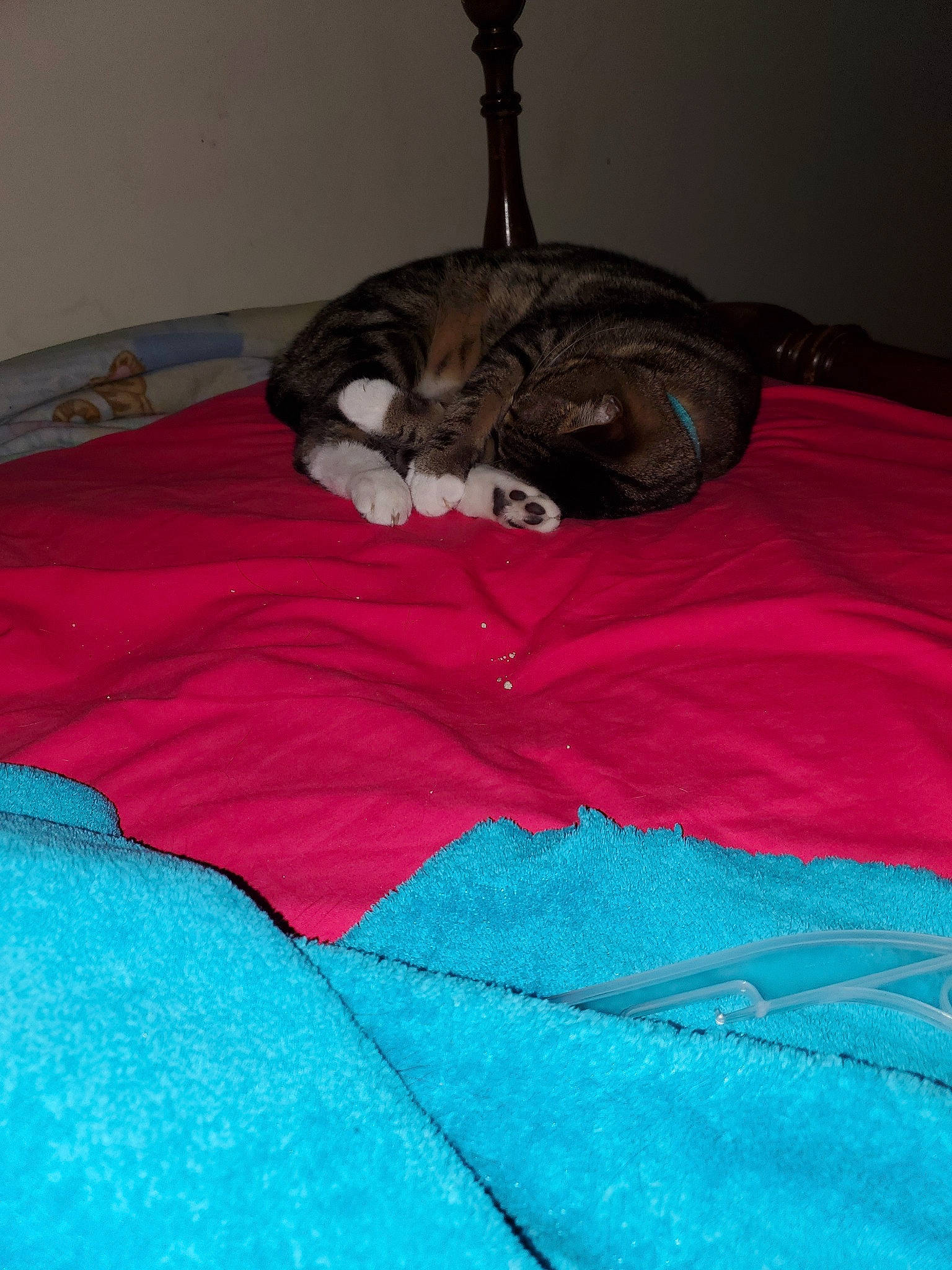 Fat Louie joined the competition — help win amazing prizes! bed, bed_sheet, carnivore, cat, felidae, fur, furniture, kitten, nap, room, small_to_medium_sized_cats, whiskers