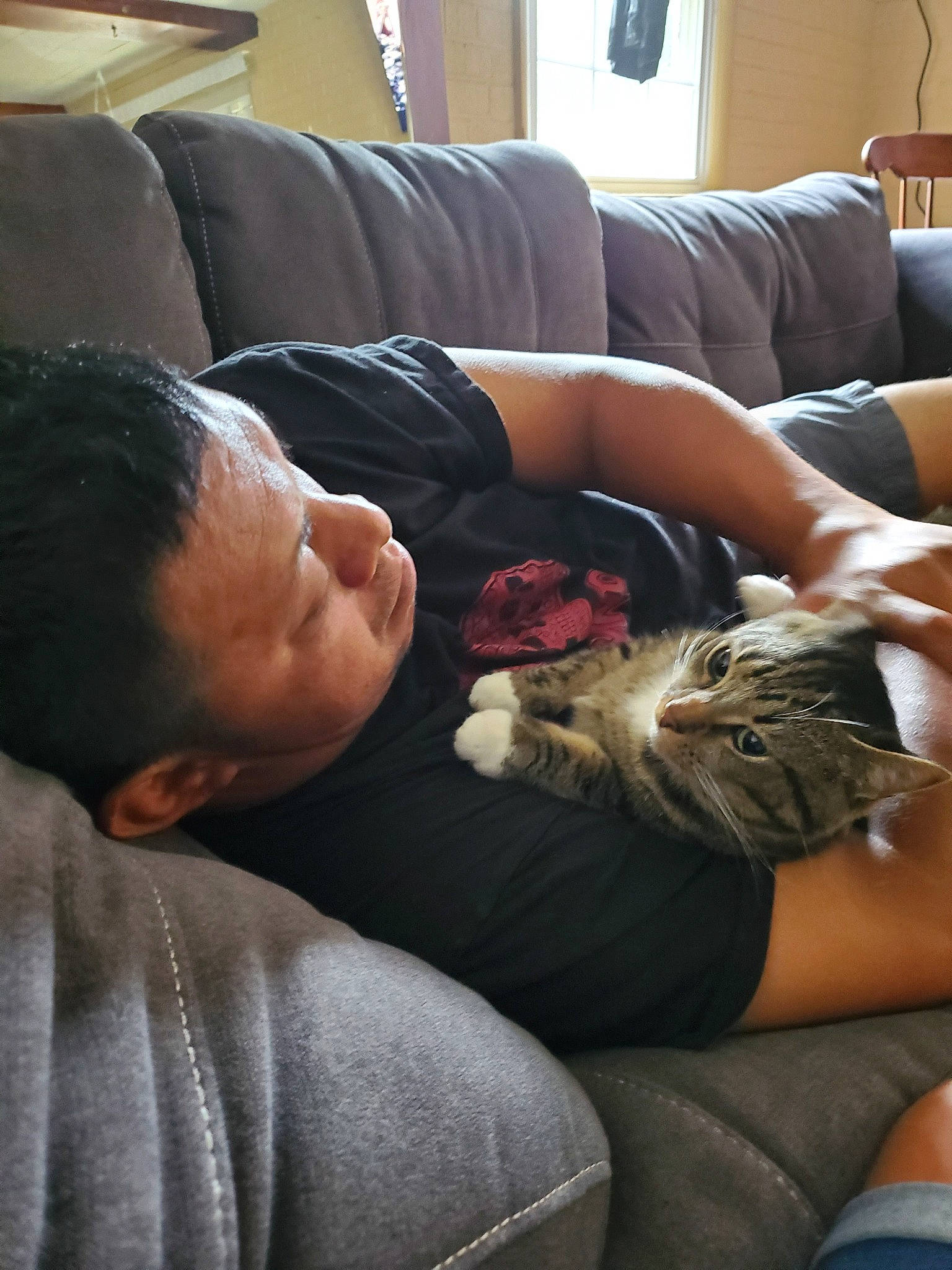 Fat Louie joined the competition — help win amazing prizes! birth, carnivore, cat, comfort, couch, felidae, lap, nap, sleep, small_to_medium_sized_cats, whiskers