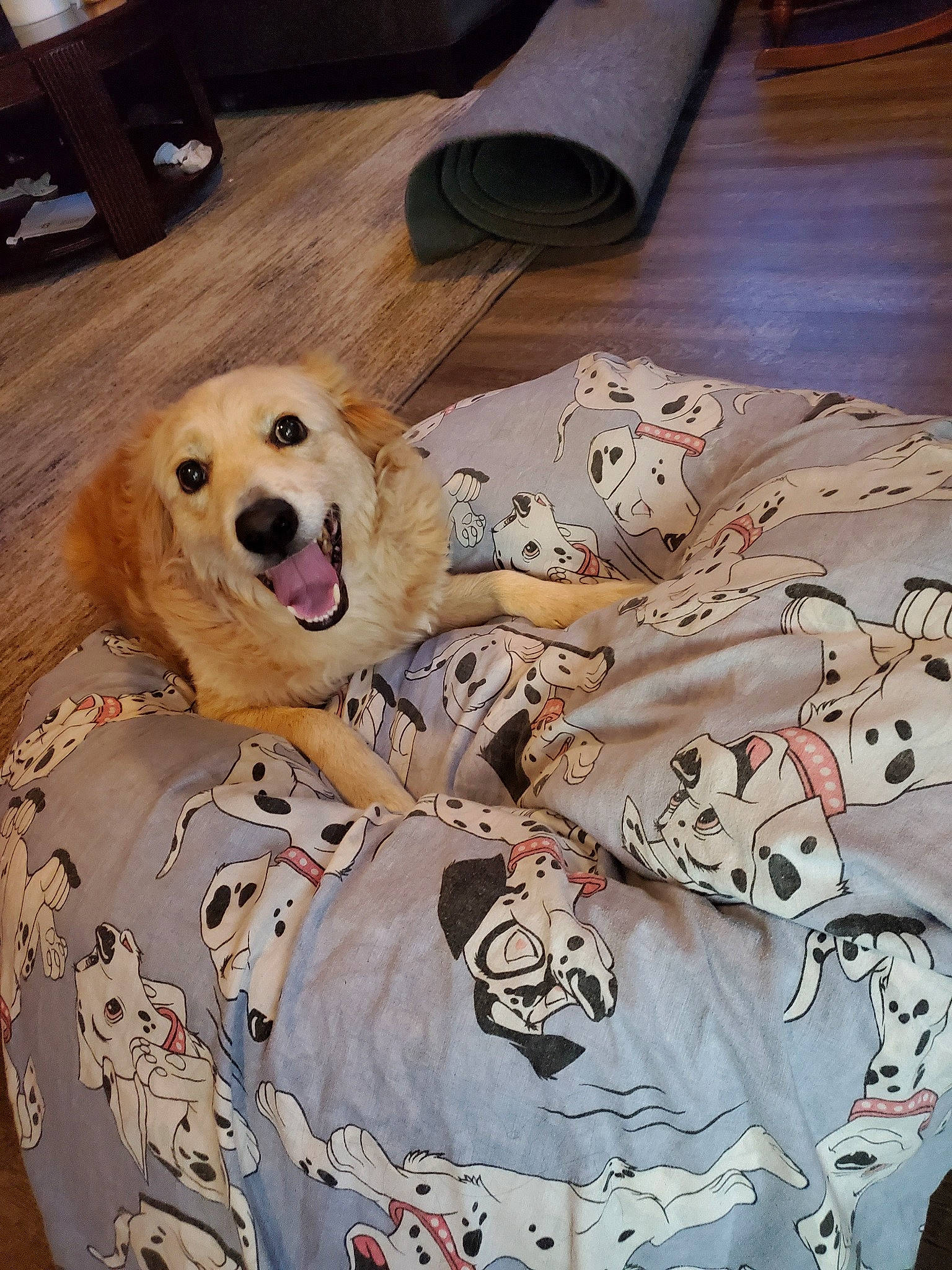 Buff joined the competition — help win amazing prizes! canidae, carnivore, companion_dog, dog, dog_breed, golden_retriever, mammal, retriever, snout, sporting_group