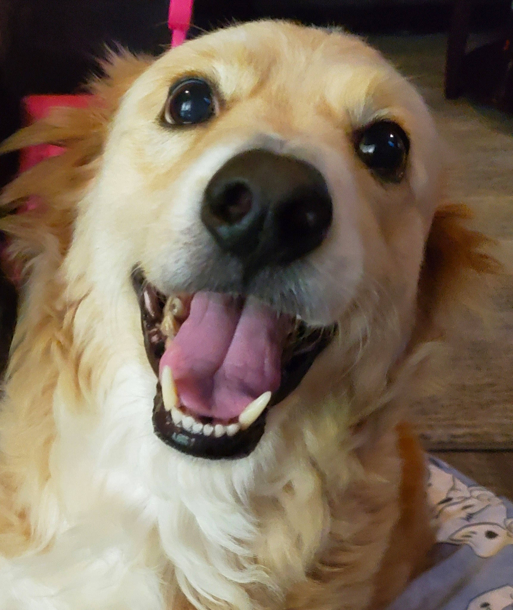 Buff joined the competition — help win amazing prizes! canidae, carnivore, companion_dog, dog, dog_breed, fur, golden_retriever, mammal, mouth, nose, puppy_love, rare_breed_dog, retriever, small_greek_domestic_dog, smile, snout, sporting_group, tongue, vertebrate, whiskers