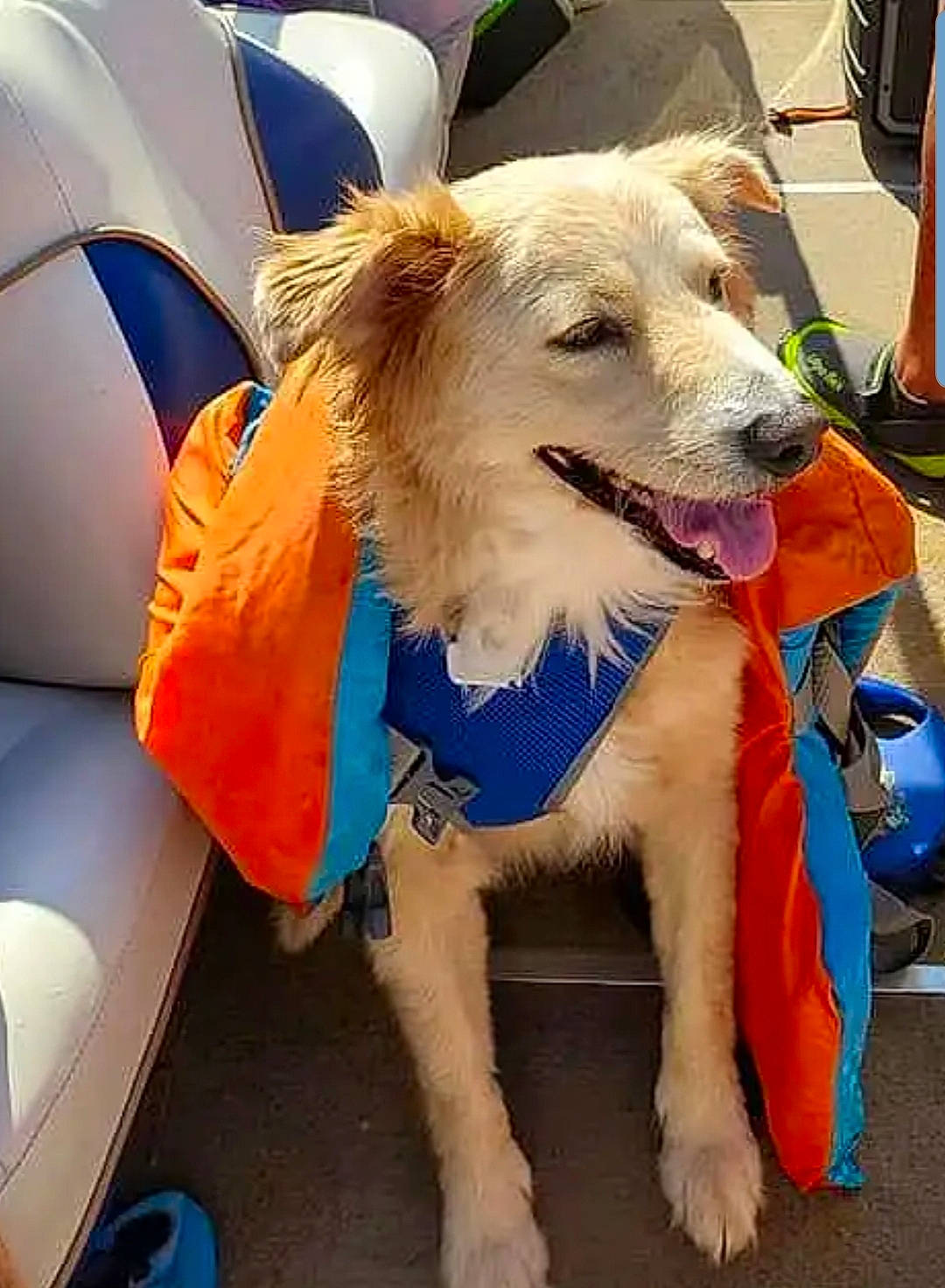 Buff is registered to the contest to win money with this photo: canidae, carnivore, companion_dog, dog, dog_breed, mammal, snout, sporting_group