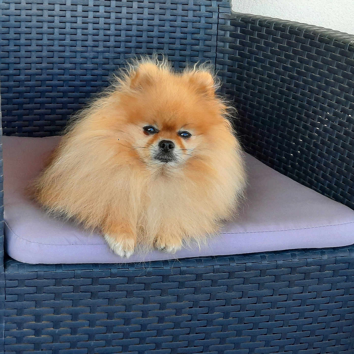 Othello a rejoint le concours — aidez-le/la à gagner de superbes lots ! animal, armchair, basket, canine, chair, chow, cockerspaniel, couch, cushion, dog, dogbed, eskimodog, furniture, homedecor, indoors, interiordesign, papillon, pet, puppy, woven