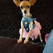 Nala joined the competition — help win amazing prizes! dog, chihuahua, pet, small_dog, pink_tutu, blue_clothing, indoor, couch, black_rug, cute, animal, domestic_animal, standing, looking_at_camera, ears_up, tiny, furniture, home, toy, curious