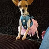 dog, chihuahua, pet, small_dog, pink_tutu, blue_clothing, indoor, couch, black_rug, cute, animal, domestic_animal, standing, looking_at_camera, ears_up, tiny, furniture, home, toy, curious