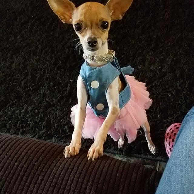 Nala joined the competition — help win amazing prizes! dog, chihuahua, pet, small_dog, pink_tutu, blue_clothing, indoor, couch, black_rug, cute, animal, domestic_animal, standing, looking_at_camera, ears_up, tiny, furniture, home, toy, curious