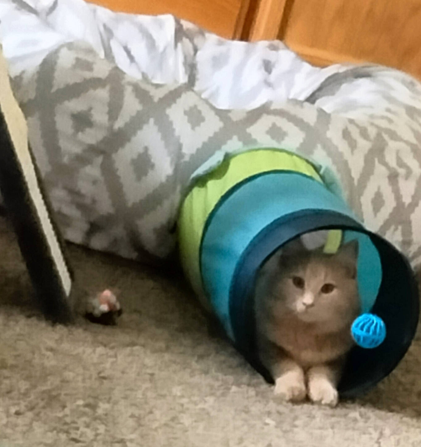 Charlie joined the competition — help win amazing prizes! baby_toys, carnivore, cat, comfort, domestic_short_haired_cat, fashion_accessory, felidae, flooring, fur, grey, linens, paw, plush, room, small_to_medium_sized_cats, stuffed_toy, tail, toy, whiskers, wood