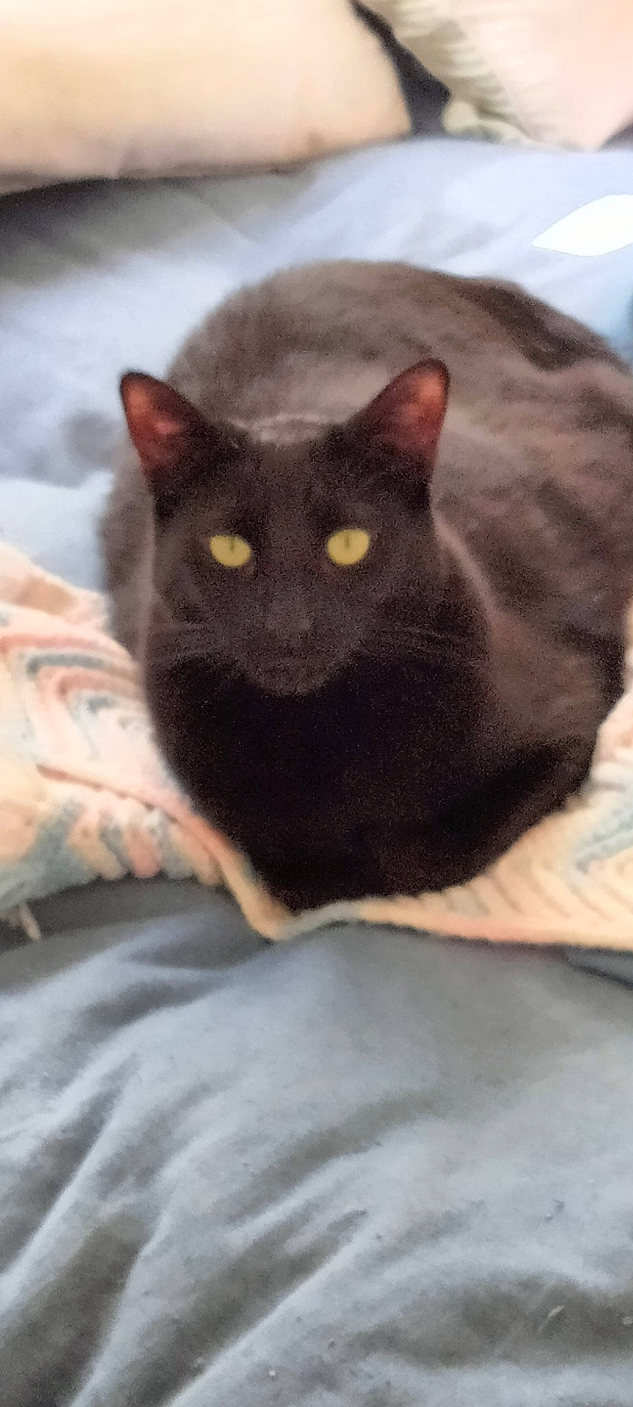 Ringo joined the competition — help win amazing prizes! black_cat, bombay, carnivore, cat, cat_supply, comfort, domestic_short_haired_cat, eye, felidae, fur, grey, head, iris, small_to_medium_sized_cats, snout, tail, terrestrial_animal, whiskers