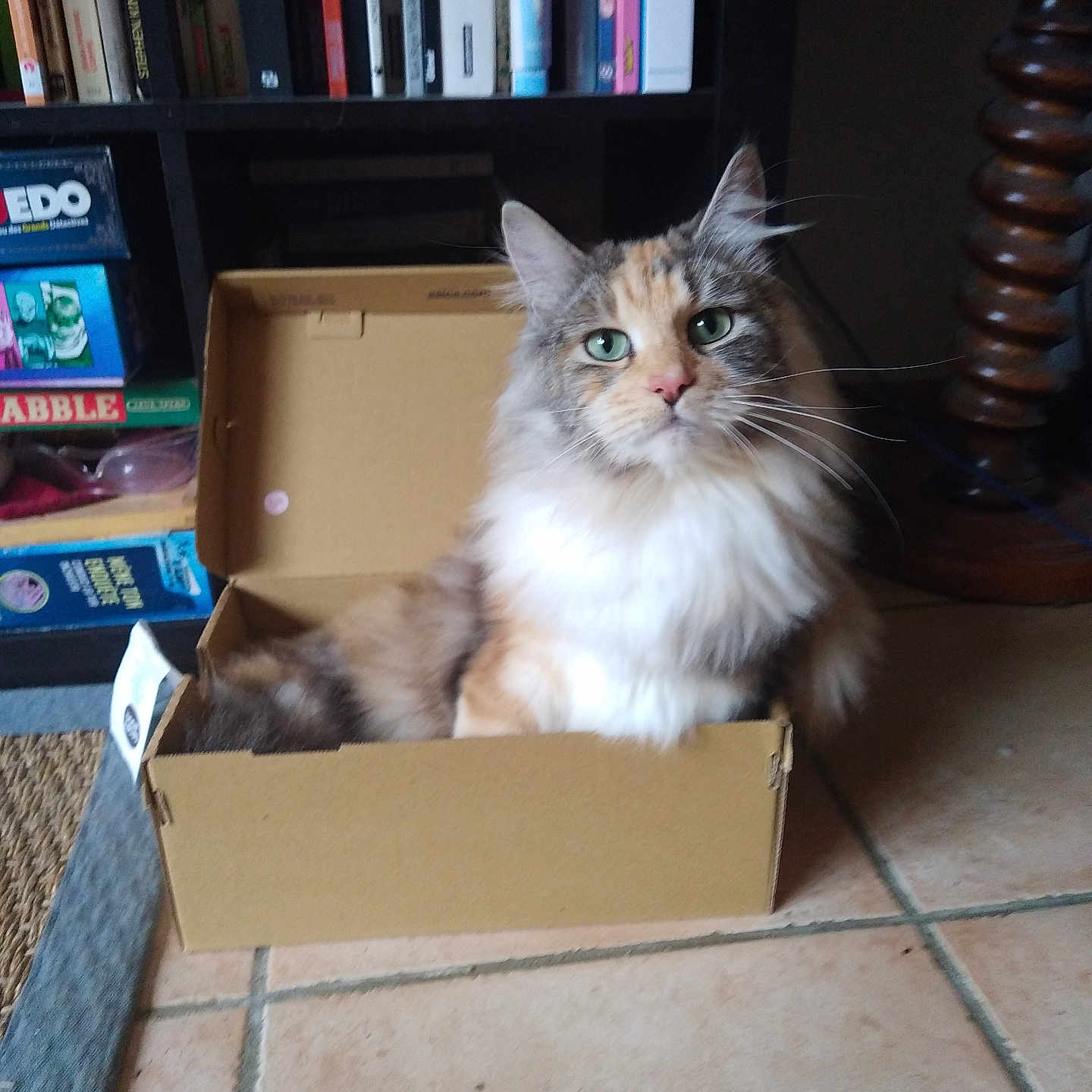 Leya a rejoint le concours — aidez-le/la à gagner de superbes lots ! board_games, books, bookshelf, brown, cardboard_box, cat, cozy, curious, domestic_animal, feline, fluffy_fur, furniture, green_eyes, home, indoor, orange, pet, sitting, tile_floor, white