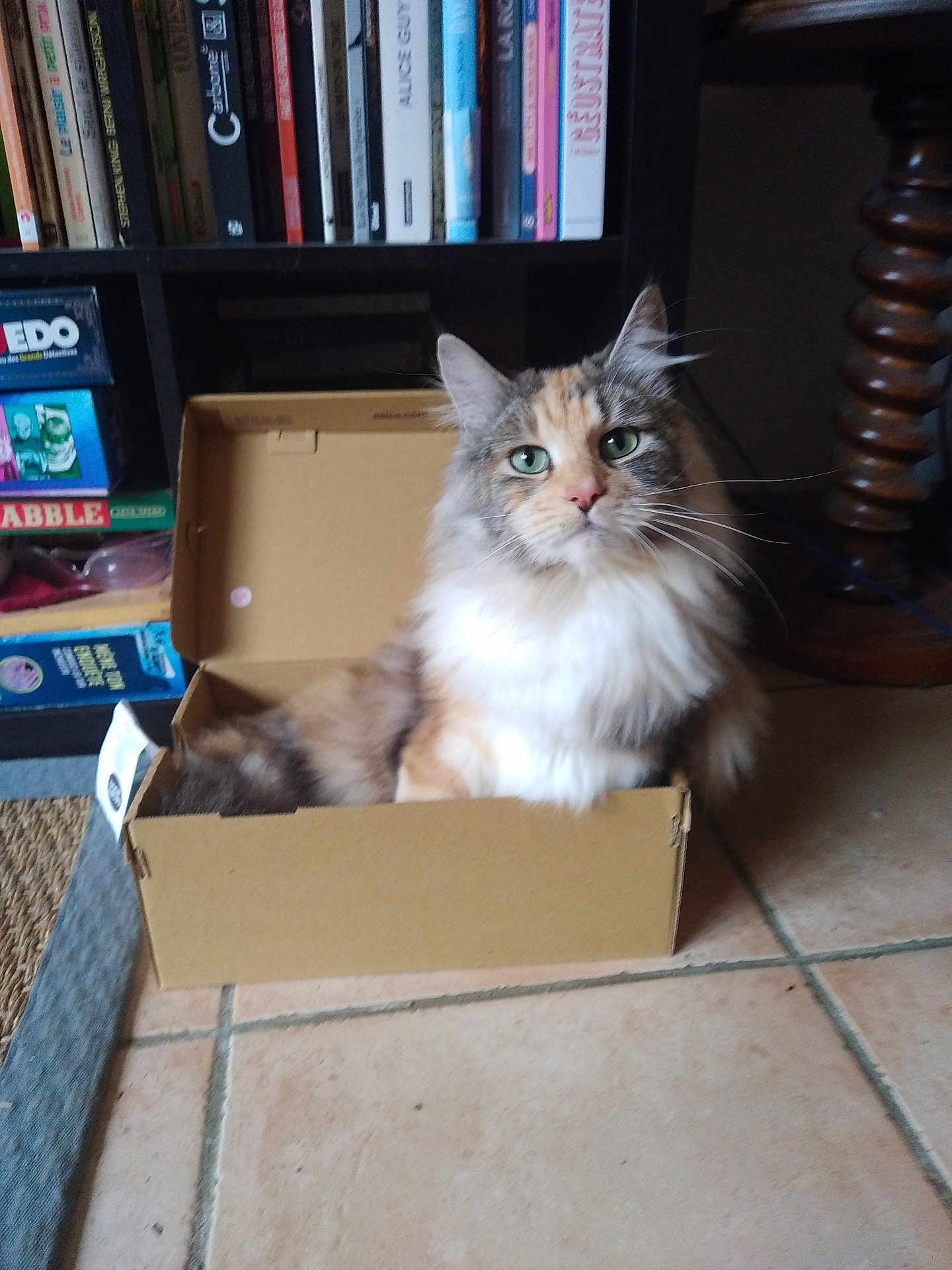 Leya a rejoint le concours — aidez-le/la à gagner de superbes lots ! cat, cardboard_box, green_eyes, fluffy_fur, indoor, bookshelf, books, board_games, tile_floor, curious, pet, feline, cozy, sitting, furniture, brown, white, orange, domestic_animal, home