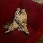 Merlin is registered to the contest to win money with this photo: cat, fluffy, long_hair, persian_cat, gray, cream, sitting, sprawled, portrait, pet, animal, whiskers, ears, eyes, tail, red_chair, indoors, living_room, furniture, cozy
