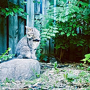 Clark is registered to the contest to win money with this photo: cat, tabby, rock, fence, greenery, foliage, backyard, outdoor, nature, collar, animal, curious, sitting, plant, wood, leaves, grass, ground, daylight, pet