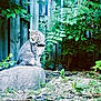 cat, tabby, rock, fence, greenery, foliage, backyard, outdoor, nature, collar, animal, curious, sitting, plant, wood, leaves, grass, ground, daylight, pet