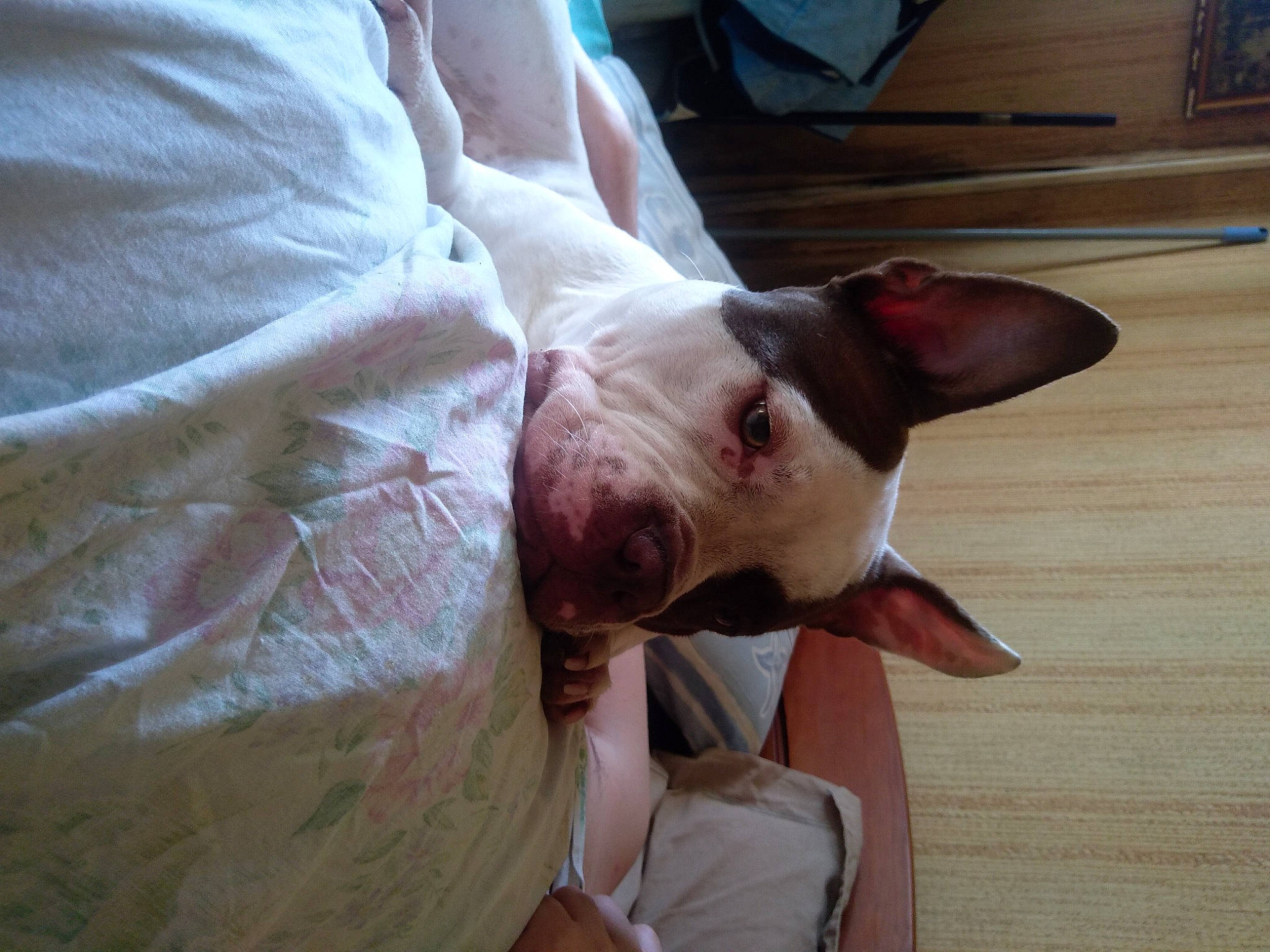 Snow participe au concours pour gagner de l'argent avec cette photo : canidae, carnivore, comfort, companion_dog, dog, dog_breed, ear, fawn, flesh, hardwood, mexican_hairless_dog, non_sporting_group, snout, sporting_group, terrestrial_animal, toy_dog, whiskers, wood, working_animal, wrinkle