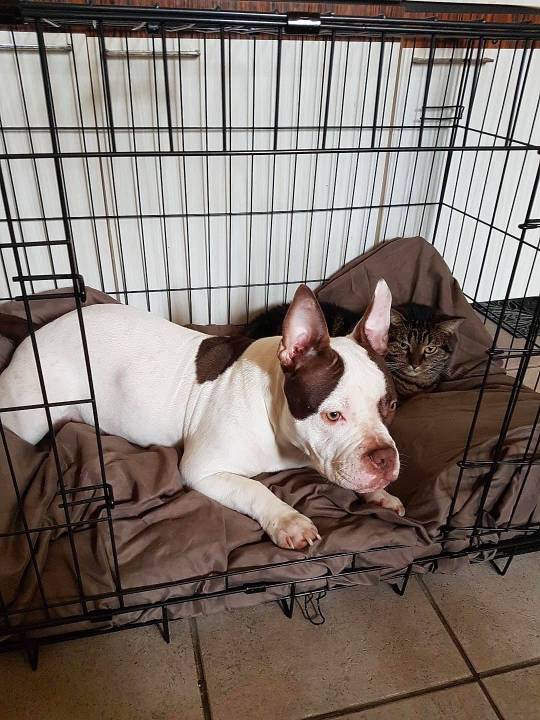 Snow a rejoint le concours — aidez-le/la à gagner de superbes lots ! animal_shelter, bull_terrier, bulldog, cage, canidae, carnivore, comfort, companion_dog, dog, dog_breed, dog_supply, ear, fawn, mammal, pet_supply, snout, sporting_group, terrestrial_animal, vertebrate, whiskers