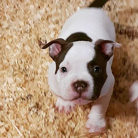 Snow participe au concours pour gagner de l'argent avec cette photo : canidae, carnivore, companion_dog, dog, dog_breed, eye, fawn, grass, head, livestock, non_sporting_group, snout, sporting_group, suidae, terrestrial_animal, whiskers, working_animal