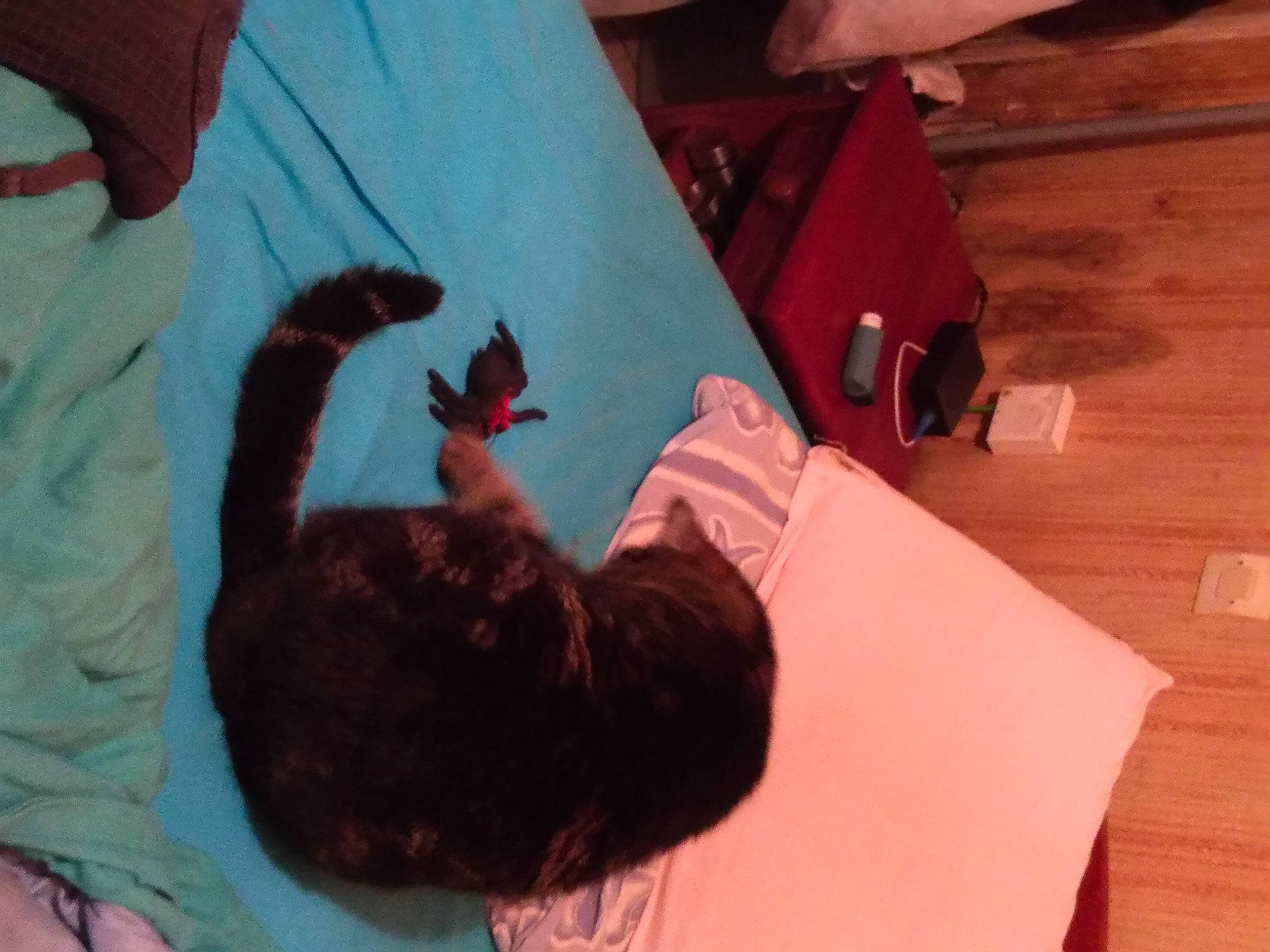 Bandit participe au concours pour gagner de l'argent avec cette photo : canidae, carnivore, chair, child, comfort, companion_dog, dog_breed, felidae, finger, flooring, fun, fur, gesture, hardwood, liver, room, small_to_medium_sized_cats, sporting_group, tail, wood