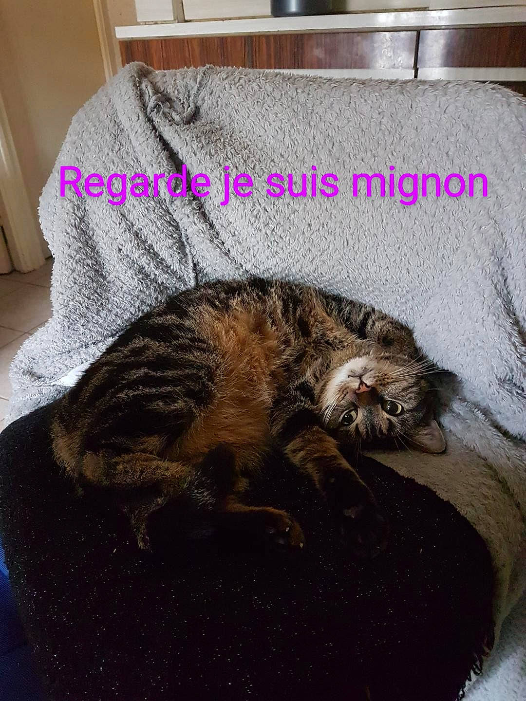 Bandit a rejoint le concours — aidez-le/la à gagner de superbes lots ! carnivore, cat, claw, comfort, curtain, domestic_short_haired_cat, felidae, fur, grey, liver, nap, paw, pet_supply, room, sleep, small_to_medium_sized_cats, snout, tail, terrestrial_animal, whiskers