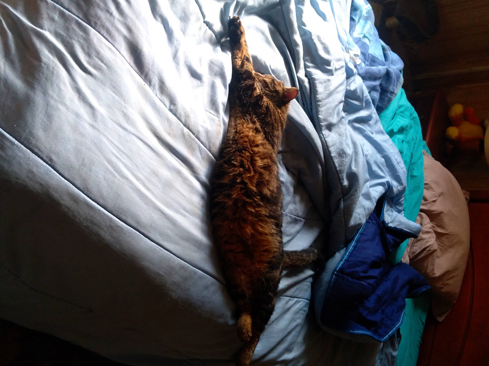 Bandit participe au concours pour gagner de l'argent avec cette photo : claw, feather, felidae, fish, fur, linens, room, safety_glove, small_to_medium_sized_cats, tail, terrestrial_animal, whiskers, wildlife, wing, wood