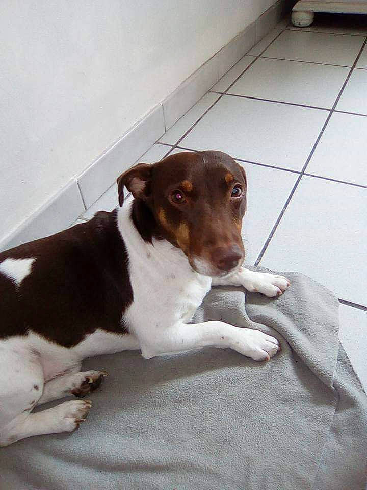 Félix participe au concours pour gagner de l'argent avec cette photo : canidae, carnivore, comfort, companion_dog, dog, dog_breed, fawn, flooring, hunting_dog, linens, liver, snout, sporting_group, terrestrial_animal, working_animal