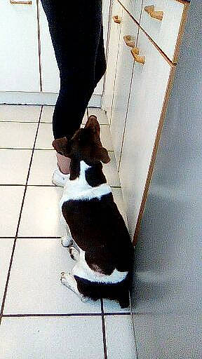 Félix participe au concours pour gagner de l'argent avec cette photo : carnivore, companion_dog, dog, dog_breed, felidae, floor, flooring, foot, fur, hardwood, human_leg, knee, shadow, small_to_medium_sized_cats, snout, sporting_group, tail, thigh, wood, working_animal