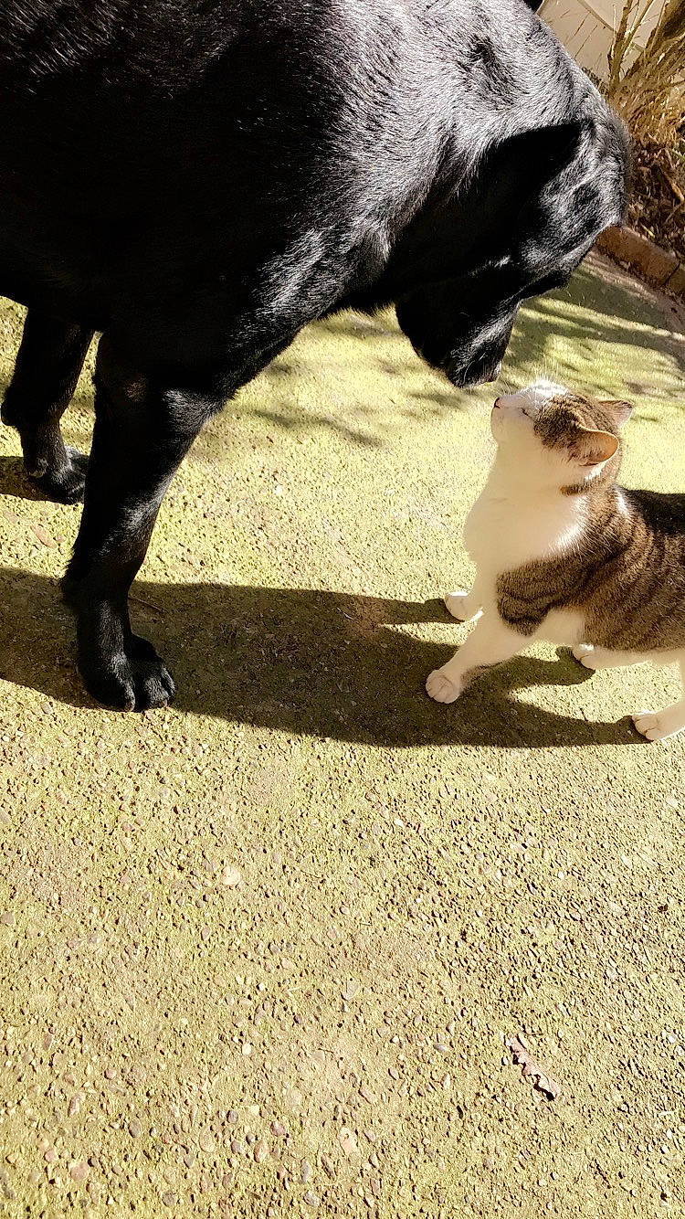 Cacahuète participe au concours pour gagner de l'argent avec cette photo : carnivore, cat, dog_breed, felidae, fur, paw, shadow, small_to_medium_sized_cats, snout, tail, terrestrial_animal, vertebrate, whiskers, working_animal