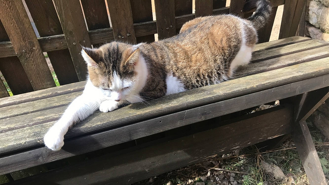 Cacahuète participe au concours pour gagner de l'argent avec cette photo : carnivore, cat, domestic_short_haired_cat, felidae, fur, grey, small_to_medium_sized_cats, snout, tail, vertebrate, whiskers, wood