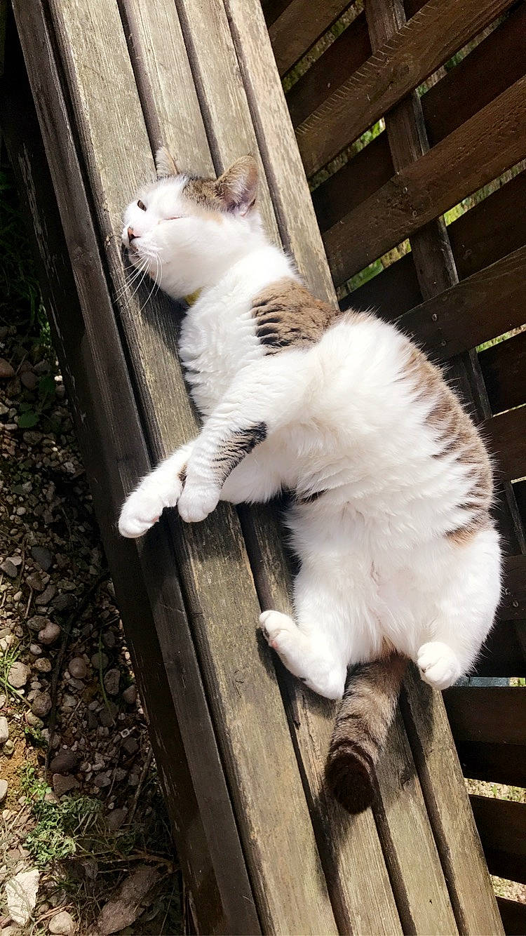 Cacahuète participe au concours pour gagner de l'argent avec cette photo : carnivore, cat, fawn, felidae, fur, mammal, small_to_medium_sized_cats, snout, tail, terrestrial_animal, vertebrate, whiskers