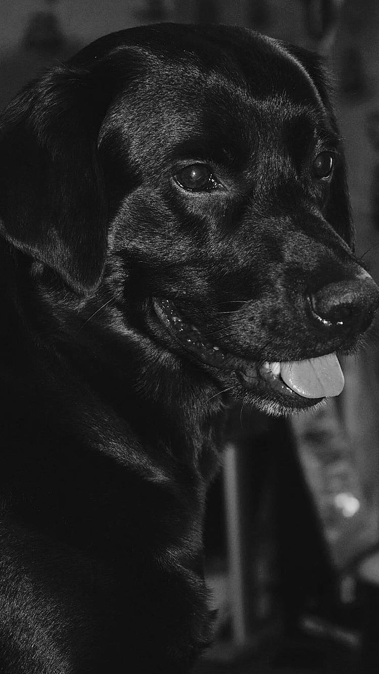Kayser a rejoint le concours — aidez-le/la à gagner de superbes lots ! black, black_and_white, canidae, carnivore, close_up, companion_dog, darkness, dog, dog_breed, fur, iris, monochrome, monochrome_photography, snout, sporting_group, stock_photography, style, whiskers, working_animal, working_dog