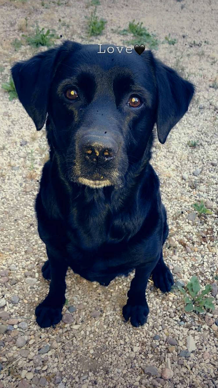 Kayser a rejoint le concours — aidez-le/la à gagner de superbes lots ! black, borador, canidae, carnivore, companion_dog, dog, dog_breed, fur, green, gun_dog, mammal, patterdale_terrier, snout, sporting_group, vertebrate, whiskers, working_animal, working_dog