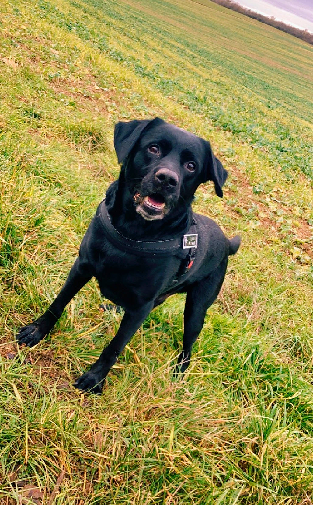 Kayser participe au concours pour gagner de l'argent avec cette photo : canidae, carnivore, collar, companion_dog, dog, dog_breed, grass, grass_family, grassland, hunting_dog, labrador_retriever, mammal, meadow, pasture, prairie, retriever, snout, sporting_group, whiskers, working_animal