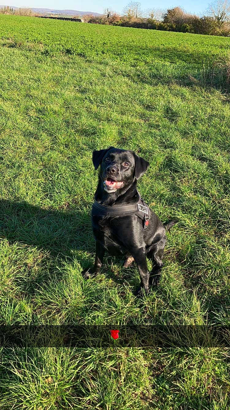 Kayser participe au concours pour gagner de l'argent avec cette photo : canidae, carnivore, collar, companion_dog, dog, dog_breed, field, grass, grass_family, grassland, green, groundcover, hunting_dog, lawn, mammal, pasture, plain, snout, sporting_group, working_animal