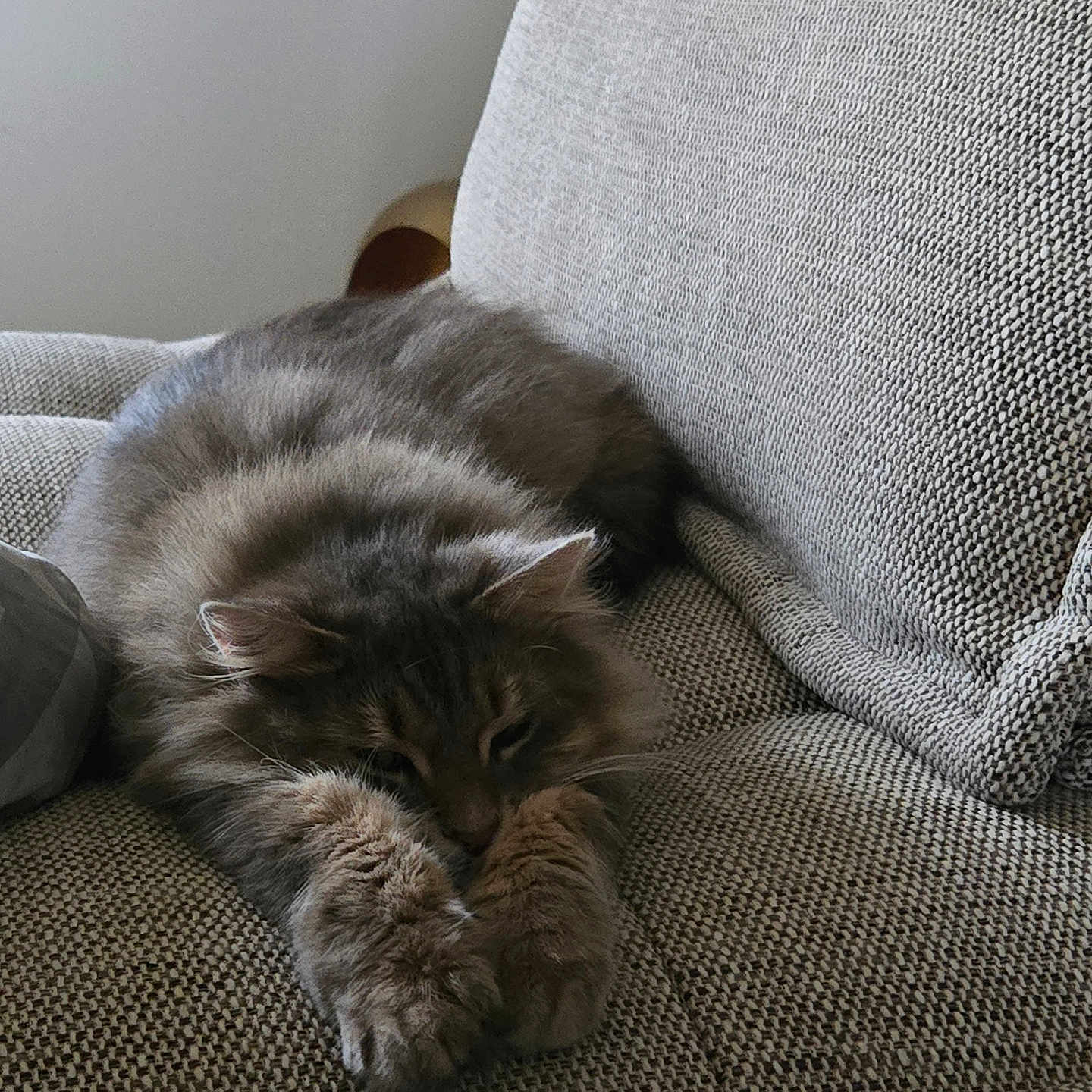 Simba participe au concours pour gagner de l'argent avec cette photo : animal, architecture, armchair, building, cat, chair, couch, cushion, furniture, homedecor, indoors, kitten, linen, livingroom, manx, person, pet, pillow, room, sleeping