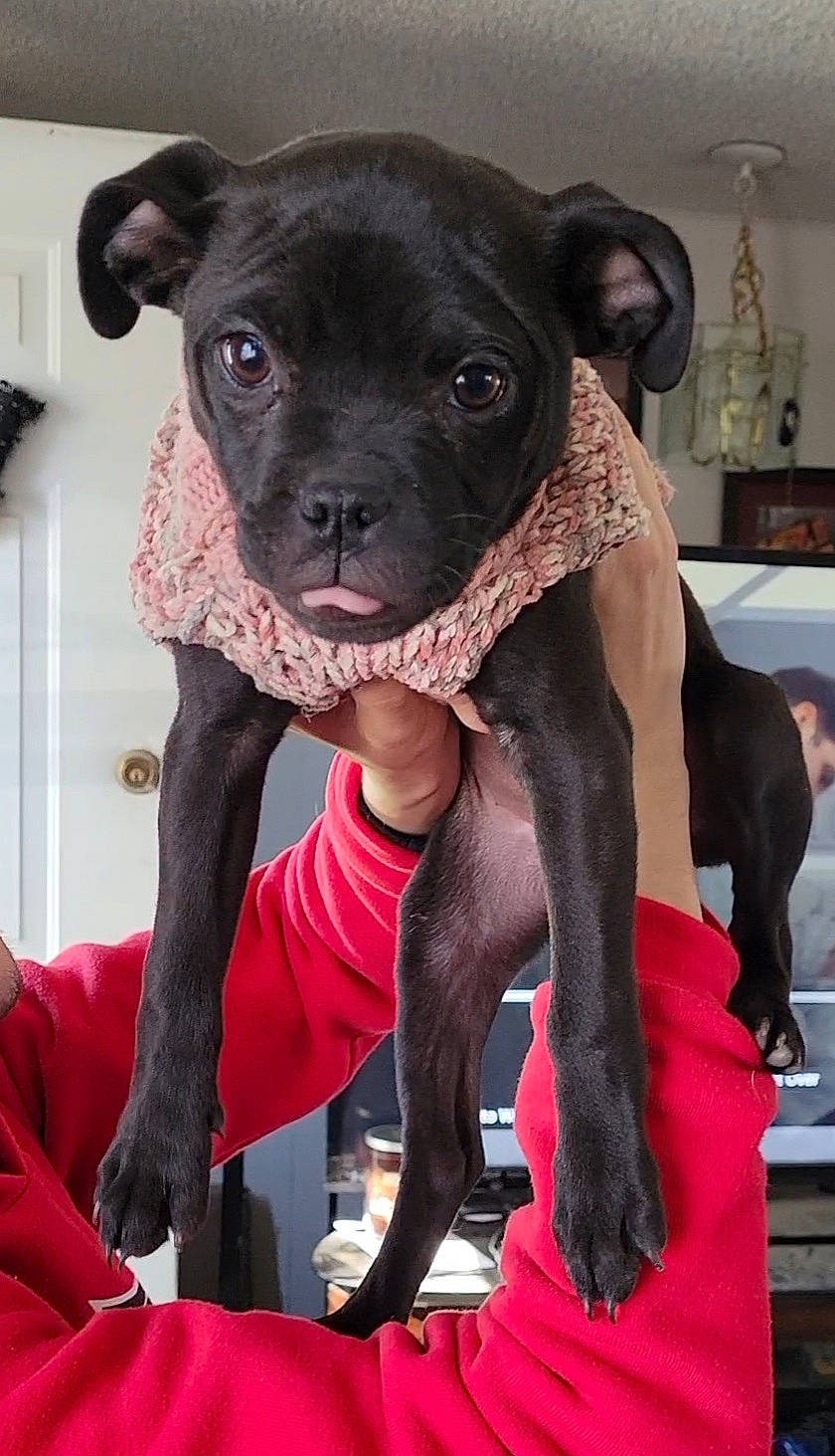 Gypsy is registered to the contest to win money with this photo: boston_terrier, canidae, carnivore, collar, companion_dog, dog, dog_breed, dog_collar, fawn, fur, molosser, non_sporting_group, pink, red, snout, sporting_group, terrestrial_animal, toy_dog, whiskers, working_animal