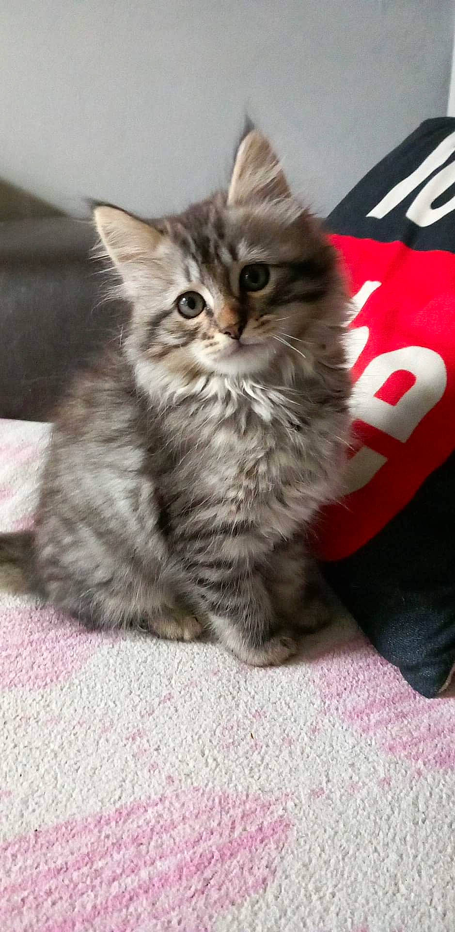 Bébé participe au concours pour gagner de l'argent avec cette photo : british_longhair, carnivore, cat, claw, comfort, domestic_short_haired_cat, felidae, flooring, fur, maine_coon, paw, sitting, small_to_medium_sized_cats, snout, tail, terrestrial_animal, whiskers