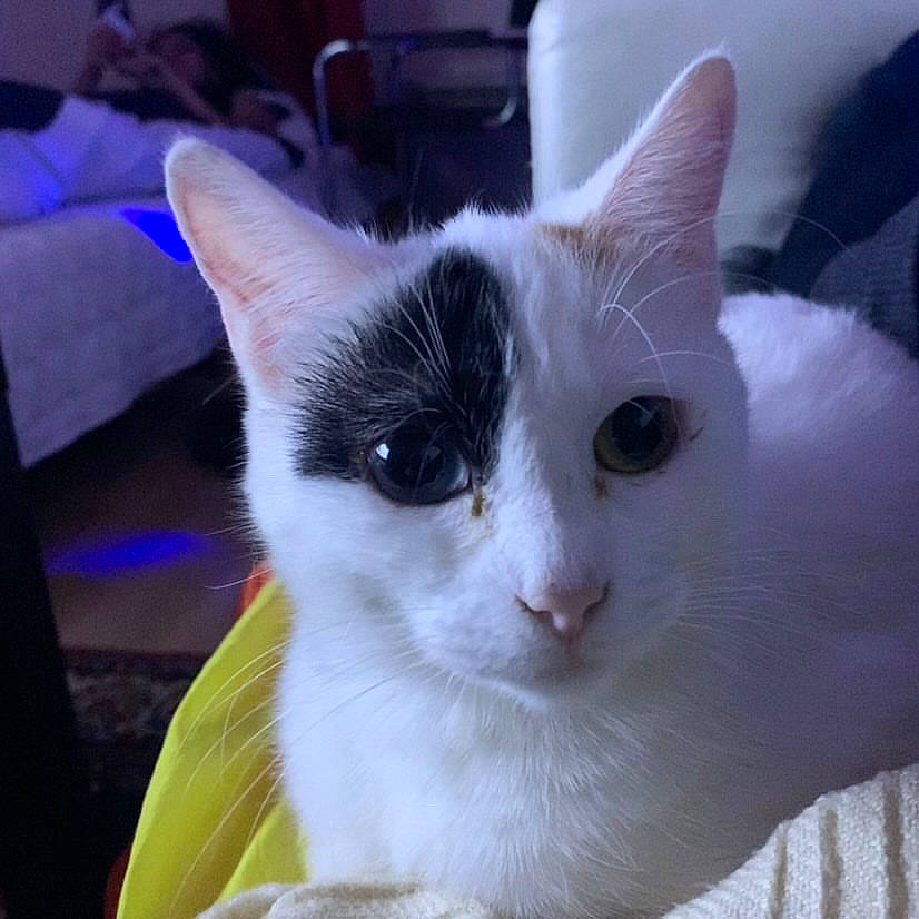 Camel a rejoint le concours — aidez-le/la à gagner de superbes lots ! carnivore, cat, cat_supply, couch, domestic_short_haired_cat, fawn, felidae, fur, iris, small_to_medium_sized_cats, snout, tail, tree, whiskers, window