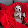 puppy, dog, blanket, red_blanket, couch, pet, cute, small_dog, cozy, relaxed, indoor, fur, animal, companion, resting, wrapped, adorable, lying_down, domestic_animal, snuggled