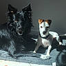 dog, black_dog, small_dog, white_dog, pet, animal, indoor, sunlight, mat, floor, play_toy, relaxing, companion, two_dogs, ears, collar, shadow, sunbeam, fur, alert
